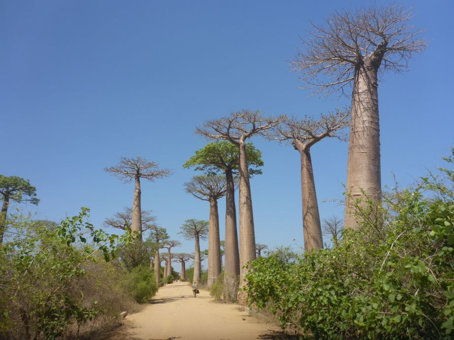 Madagaskar